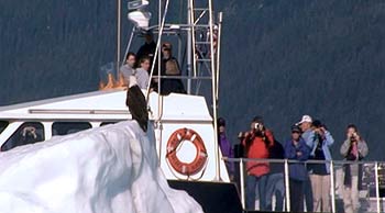 Whale and wildlife cruise in Valdez, Alaska