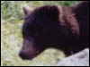 Wildlife tour in Alaska