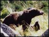 Photography of bears and other wildlife on an Alaksa Tour