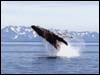 Whale watching tour in alaska