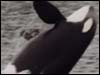 Whale watching tour in alaska