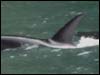 Whale watching tour in alaska