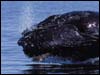Photography of bears and other wildlife on an Alaksa Tour