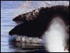 Photography of bears and other wildlife on an Alaksa Tour