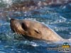 free wallpapers from Lu-Lu Belle Glacier Wildlife Cruise