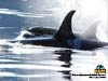 free wallpapers from Lu-Lu Belle Glacier Wildlife Cruise